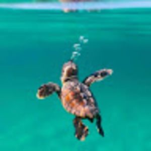 Meet your Posher, Cameron